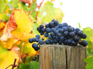 eden_valley_riesling