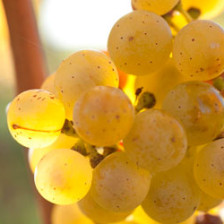 Our Champion riesling fruit